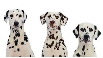 Malignant non-melanocytic lesions commonly seen in the practice