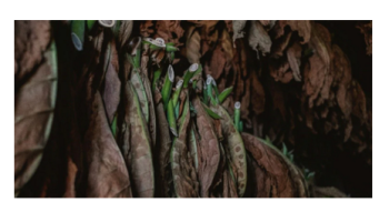 Tobacco Related Conditions