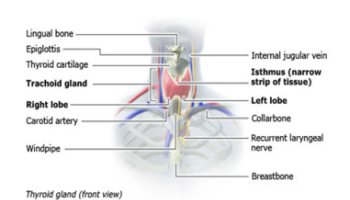 Thyroid conditions