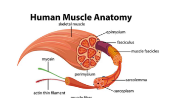 Musculoskeletal Pain
