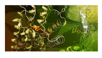 Introduction to the Endocannabinoid System