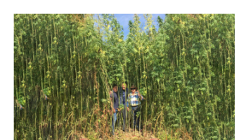 The major phytocannabinoids: THC and CBD