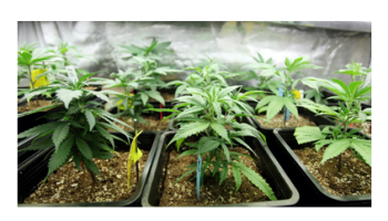 Medicinal Cannabis - Patient Cases and Basic Ailments