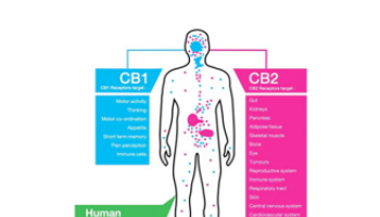 Chronic Pain and Medicinal Cannabis