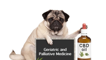 Medicinal Cannabis - Geriatric and palliative medicine