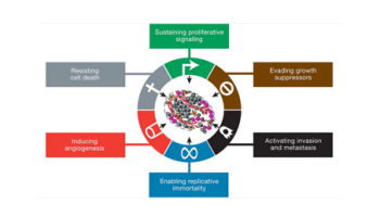 Medicinal Cannabis - Cancer – a curative approach – where to beyond symptom relief