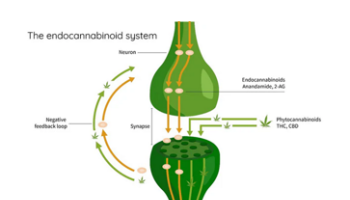 Endocannabinoid support – advanced techniques for maximising ECS efficiency