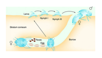 Viral, bacterial, fungal and parasitic infections