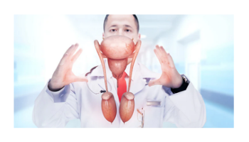 Male Anatomy and Clinical Problems 1