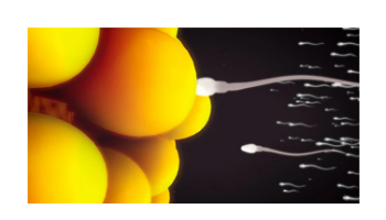 Penile conditions & Male fertility check