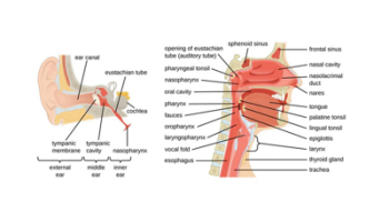 Upper Respiratory Tract Infection