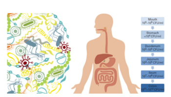 The gut microbiome: Prebiotic and probiotic treatments