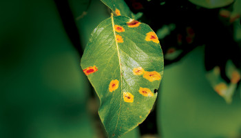 Skin health: Managing the skin microbiome