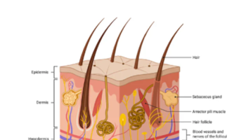 Foundations of hair & scalp - anatomy & function 1