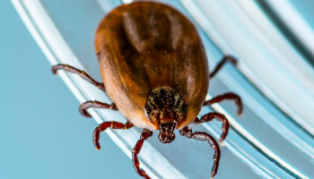 Tick-induced Allergies