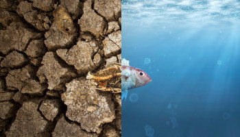 MJA Podcast: Taking climate change action